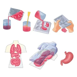 Clementoni - Kit Anatomía Squishy Organs