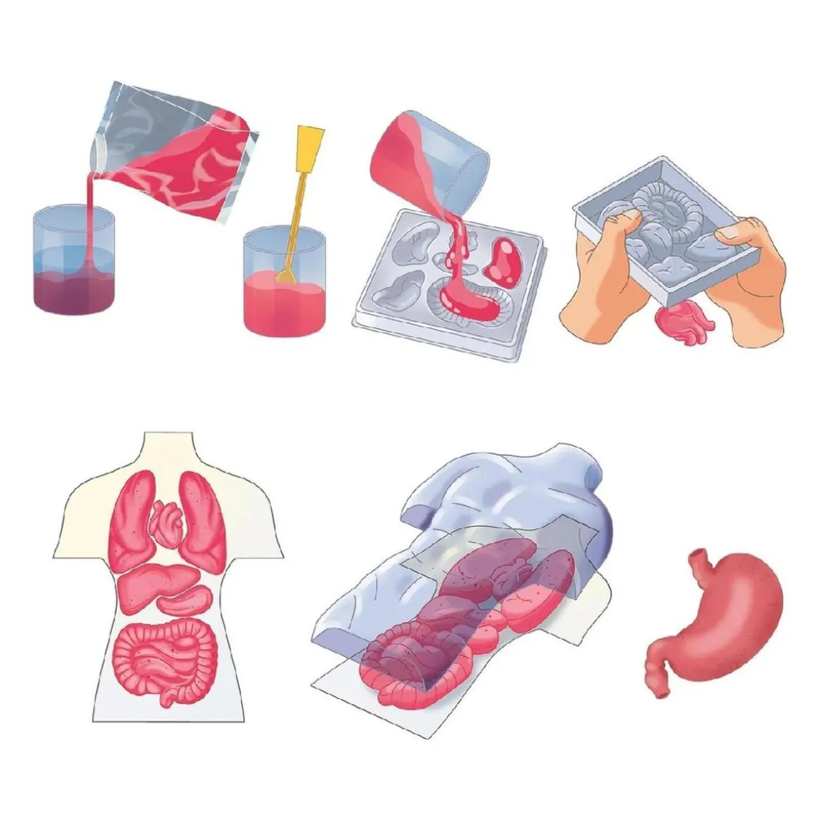 Clementoni - Kit Anatomía Squishy Organs