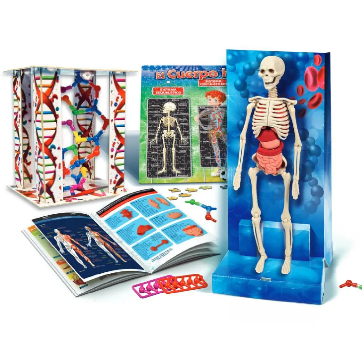 El Cuerpo Humano