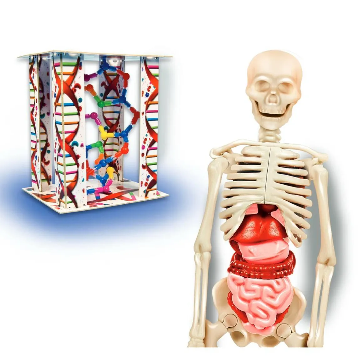 El Cuerpo Humano